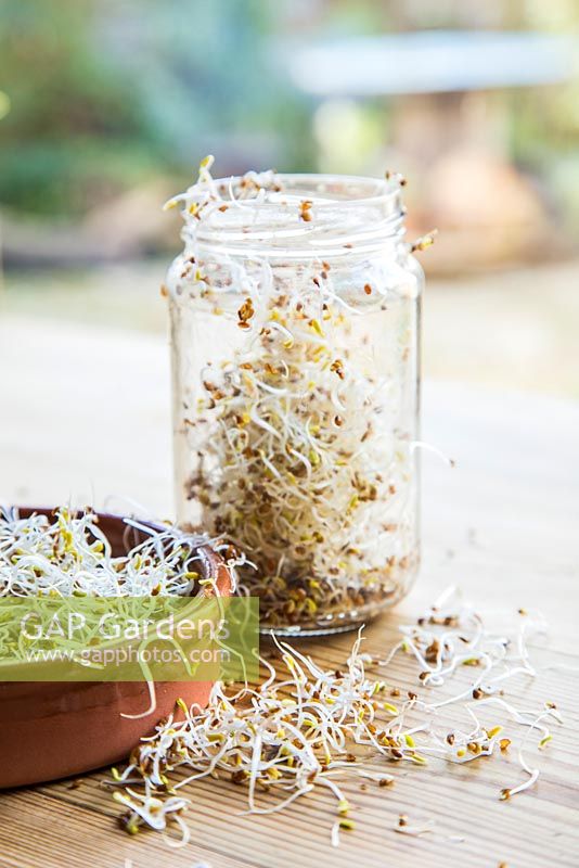 Glass jar and terracotta dish containing Sprouted Alfalfa seeds, with loose seeds scattered on table.