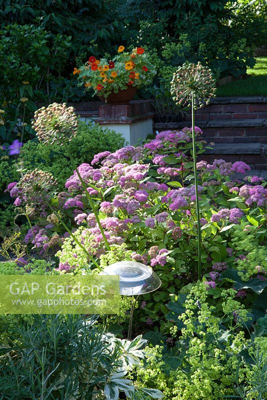 Solar powered garden light, with Spirea 'Candlelight' and Allium seed heads