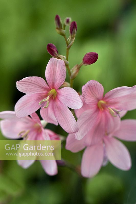 Ixia splendida