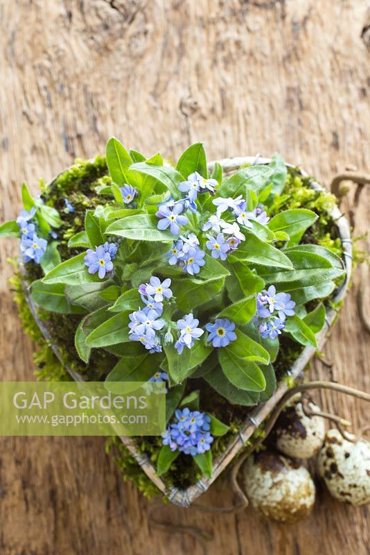 Display of metal heart planted with Myosotis - Forget-me-not and moss with quail eggs