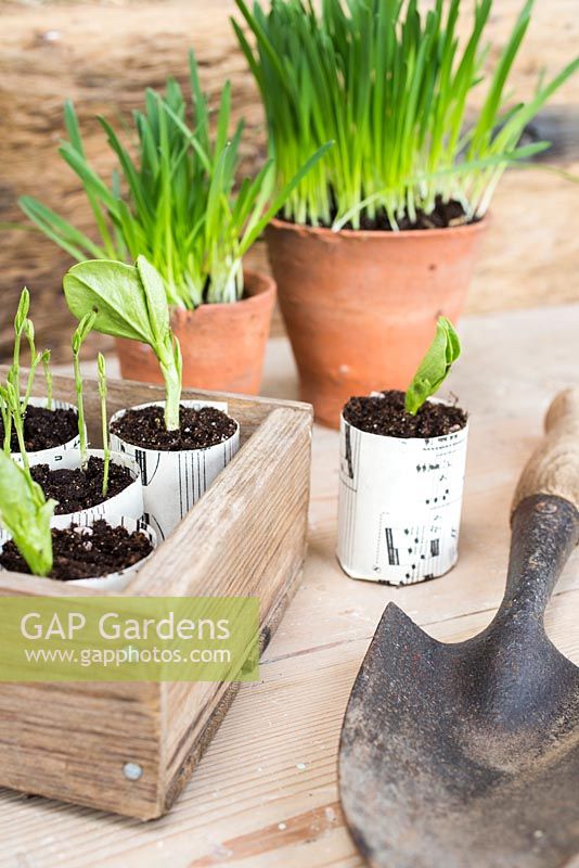 Trug of Broad bean and Sweet pea seedlings wrapped in music sheet paper. Cat grass