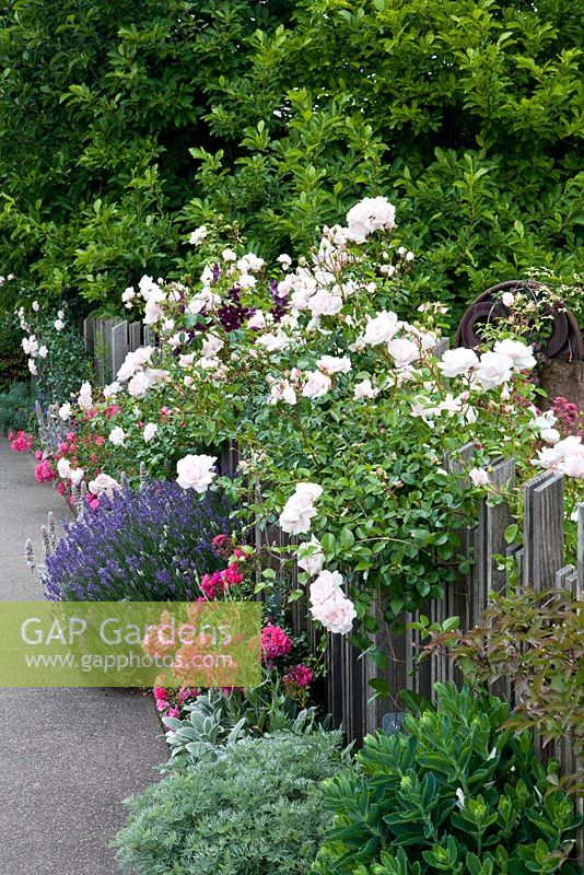 Wooden fence, Rosa 'New Dawn', Clematis viticella, Lavandula angustifolia, Rosa 'Heidetraum'