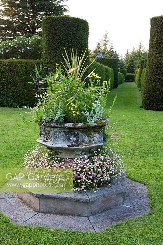 Stone font planted as container with erigeron daisies cordyline anthemis - Cothay Manor, Greenham, Somerset, England summer late June garden  