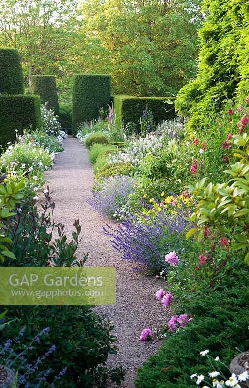 Long border alongside gravel path with nepeta. alstroemeria tree lupin, box balls, lavender, foxgloves, wisteria, hedges evening - focal point topiary tall twin yew cylinders - Cothay Manor, Greenham, Somerset, England summer late June garden 