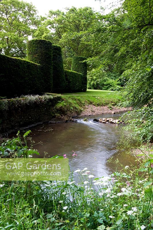 Cothay Manor, Greenham, Somerset. Large hedge beside river 