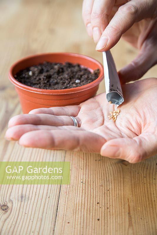 Emptying Aubergine seeds into hand