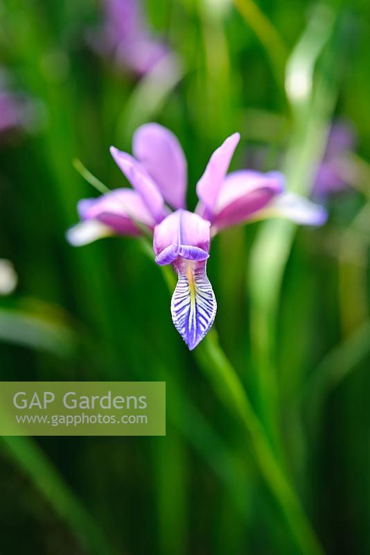 Iris graminea var. pseudocyperus