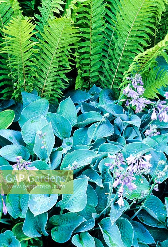 Hosta sieboldii and Matteucia struthiopteris in Bishop Rudds Walk - Aberglasney Gardens, Carmarthenshire, South Wales. July