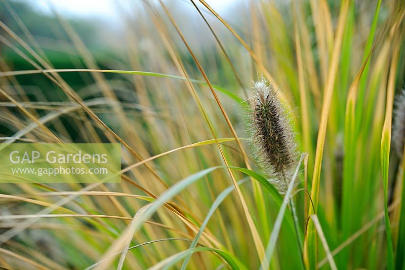 Ornamental grass with seedhead