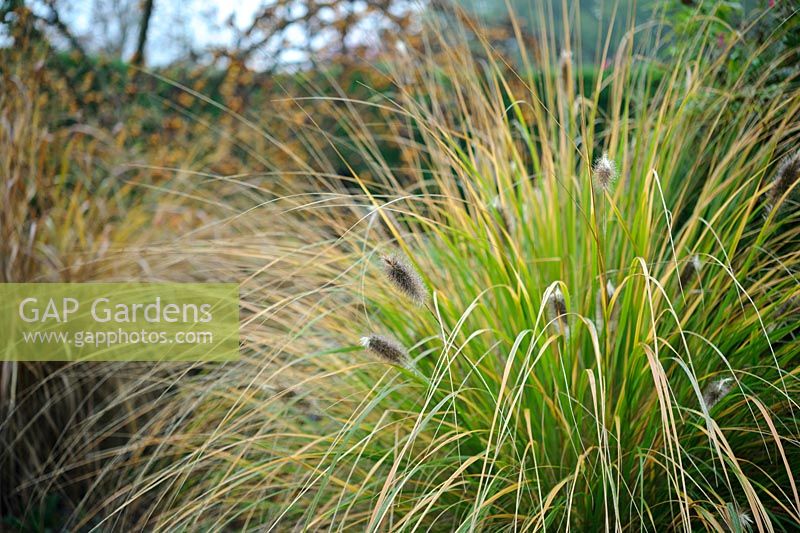 Ornamental grass 