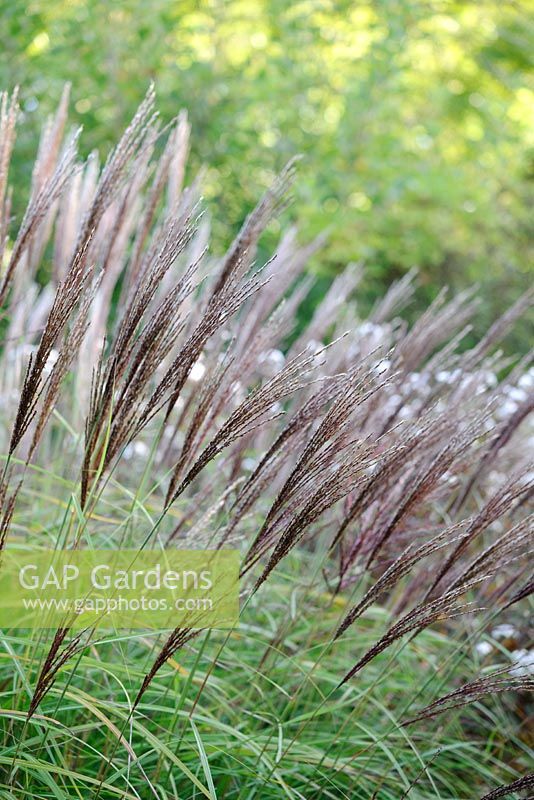 Miscanthus 'Krater'