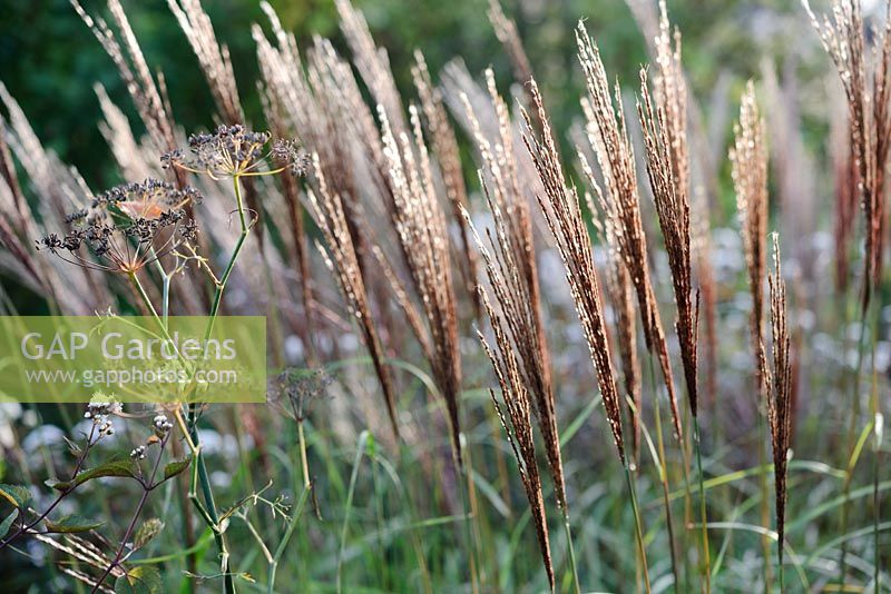 Miscanthus 'Krater'