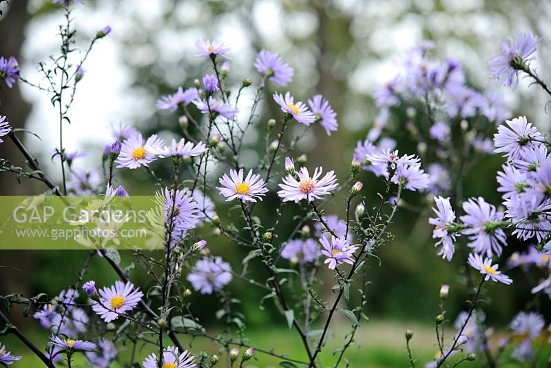 Aster Laevis 'Calliope'