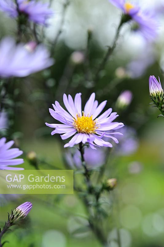 Aster Laevis 'Calliope'