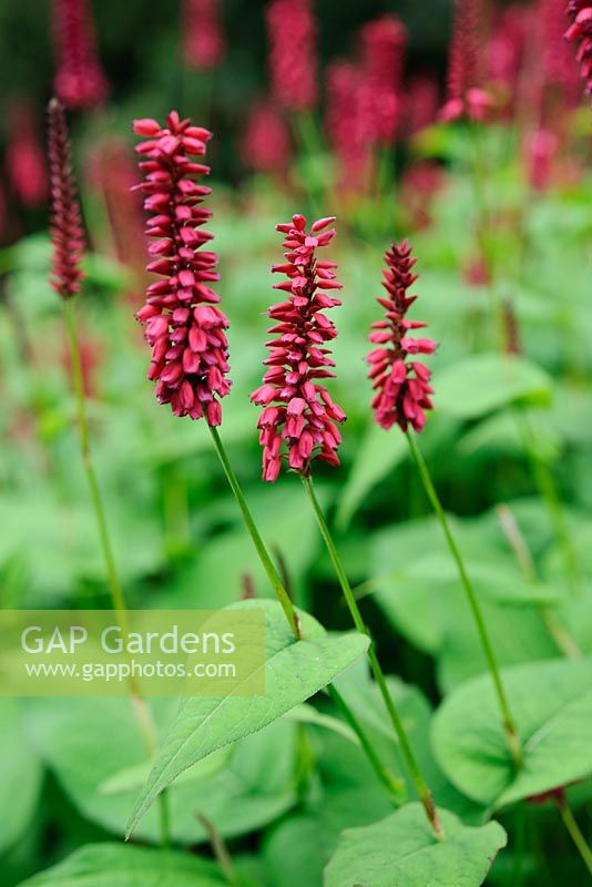 Persicaria 'Taurus'