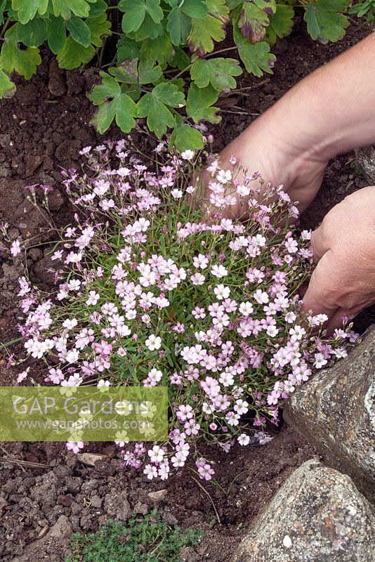Planting Gypsophila 'Dorothy Teacher'
