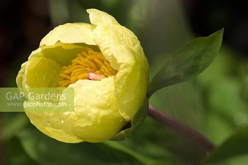 Paeonia mlokosewitschii 'Molly the Witch'