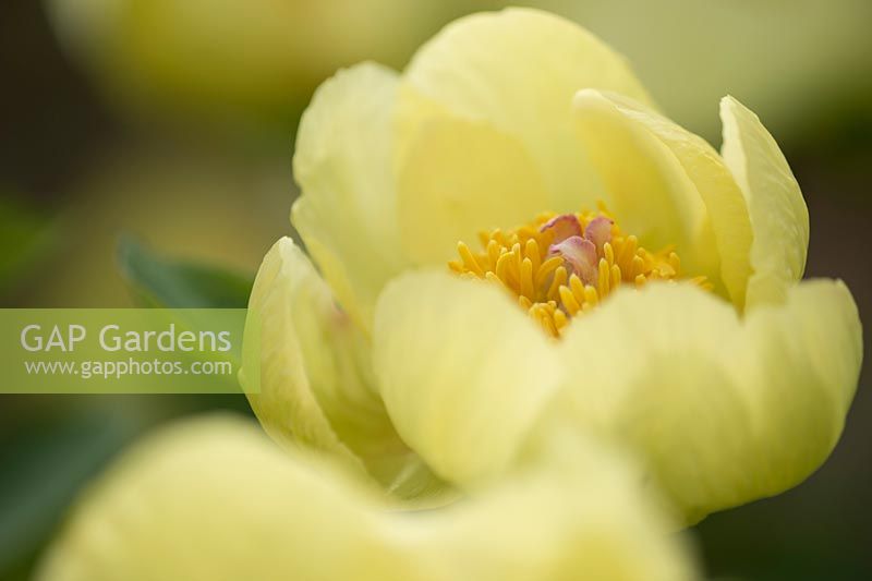Paeonia  mlokosewitschii 'Molly the Witch'