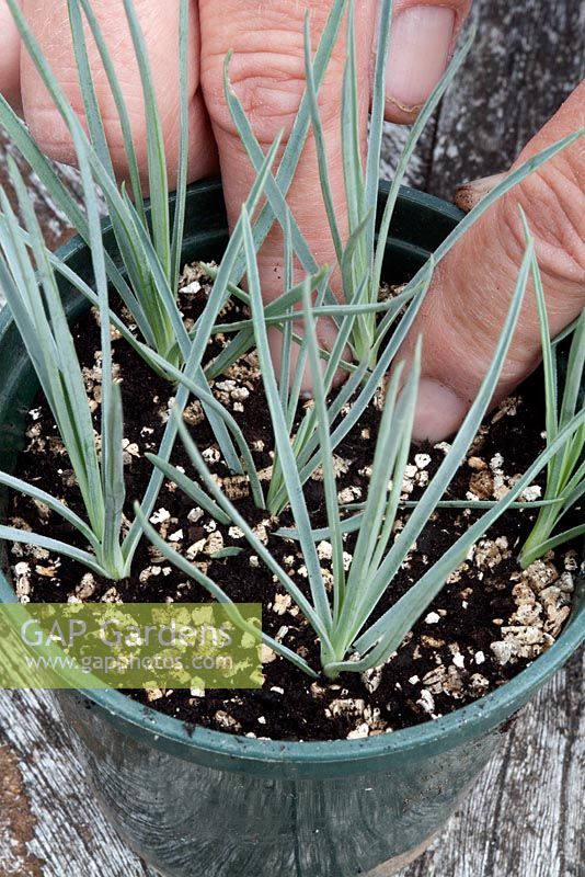 Inserting cuttings of Dianthus 'Moulin Rouge'