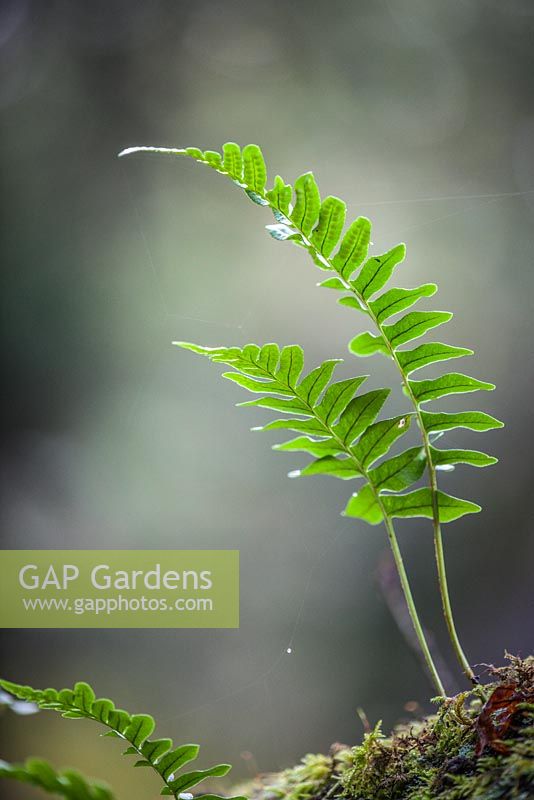 Polypodium vulgare - Common Polypody fern