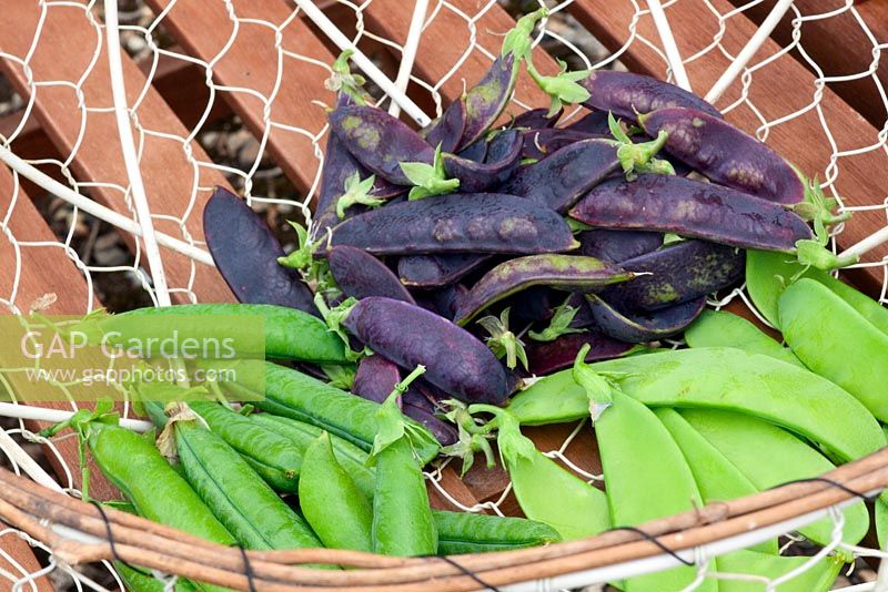 Newly harvested Peas and Mangetouts in a wire trug