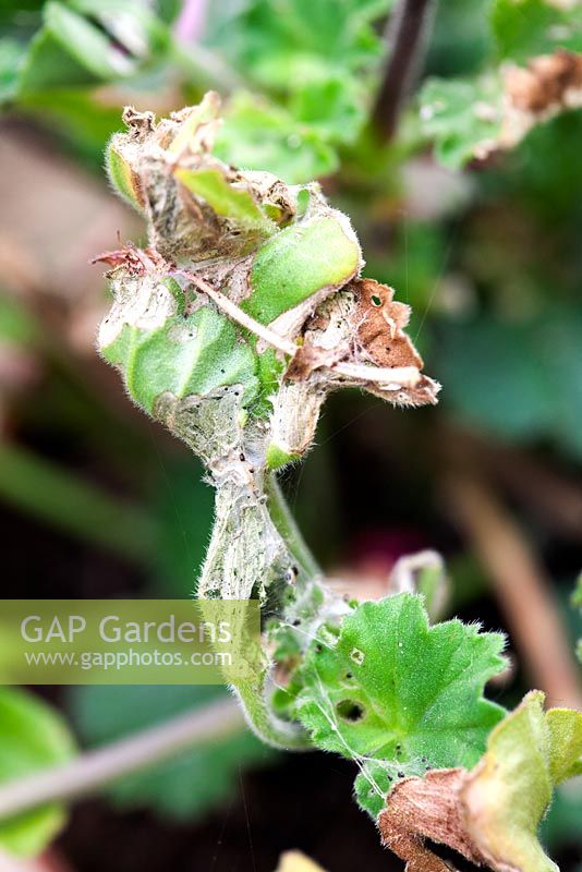 Damage to Pelargonium. Caterpillar (unidentified) creates tent-like web to protect itself