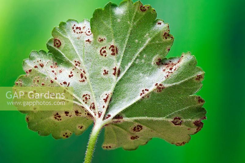 Pelargonium rust on pelargonium leaves, caused by the fungus Puccinia pelargonii-zonalis.