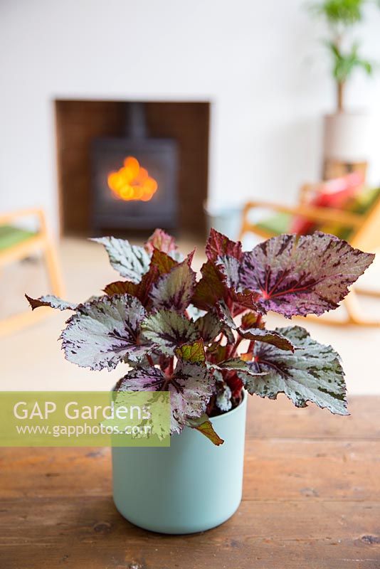 Begonia with view to fireplace