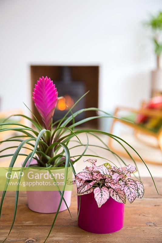 Tillandsia cyanea and Hypoestes Sanguinolenta with view to fireplace