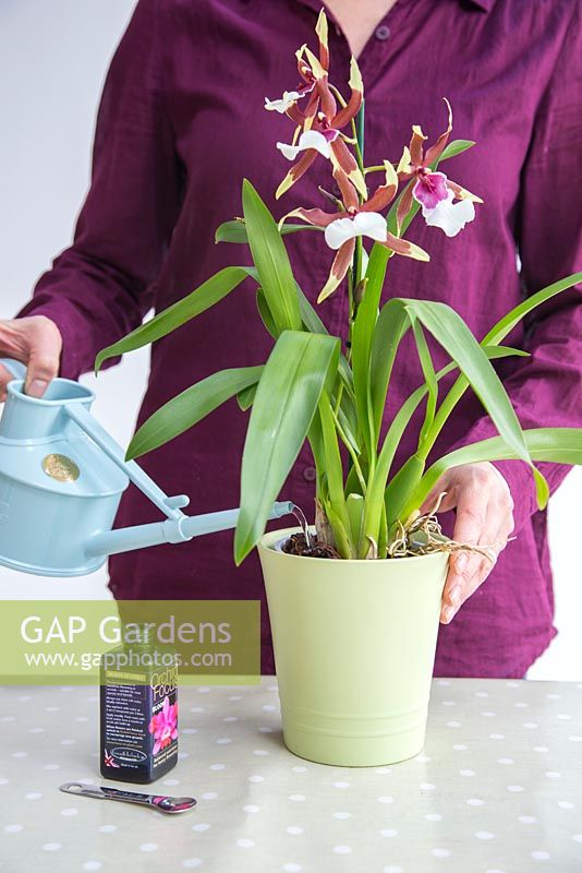 Watering Orchid Cambria with special Orchid formula.