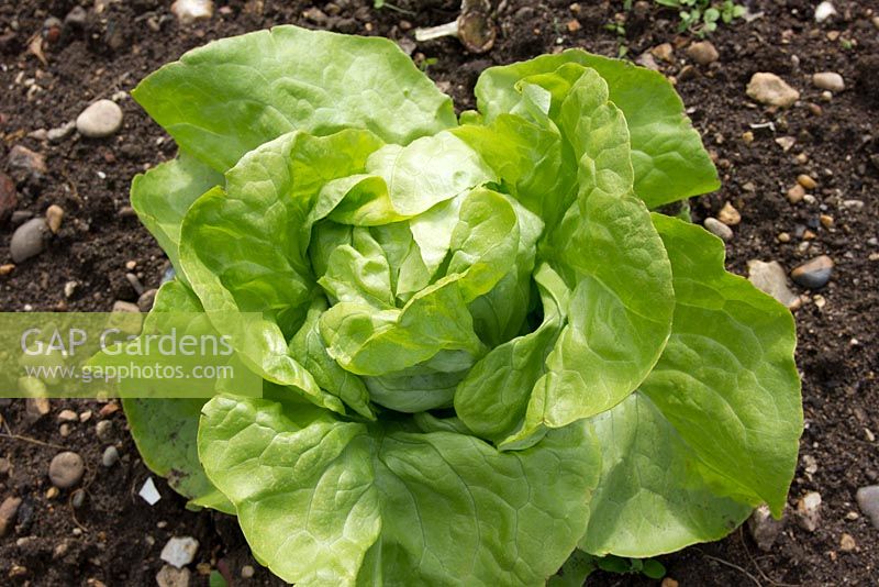 Lettuce 'Hilde II'