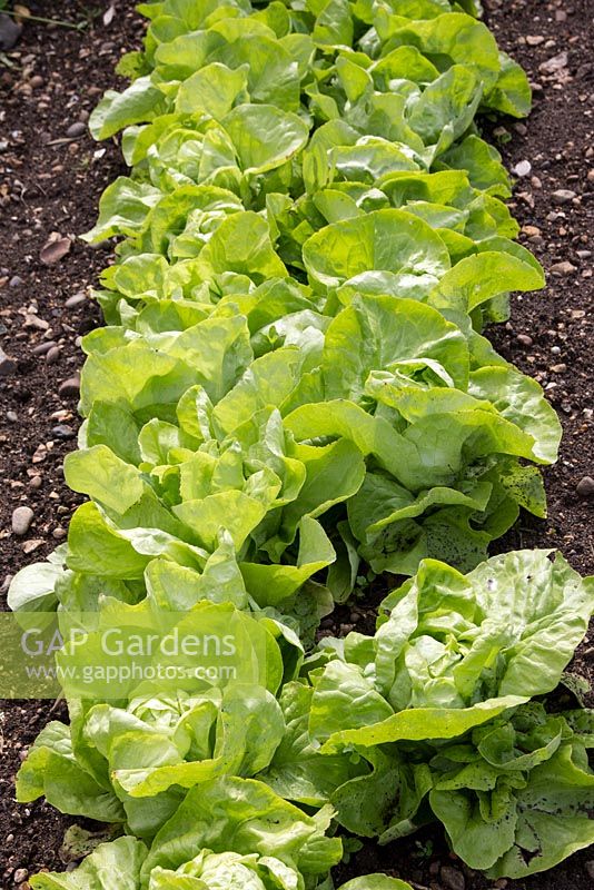 Row of lettuce 'Hilde II'