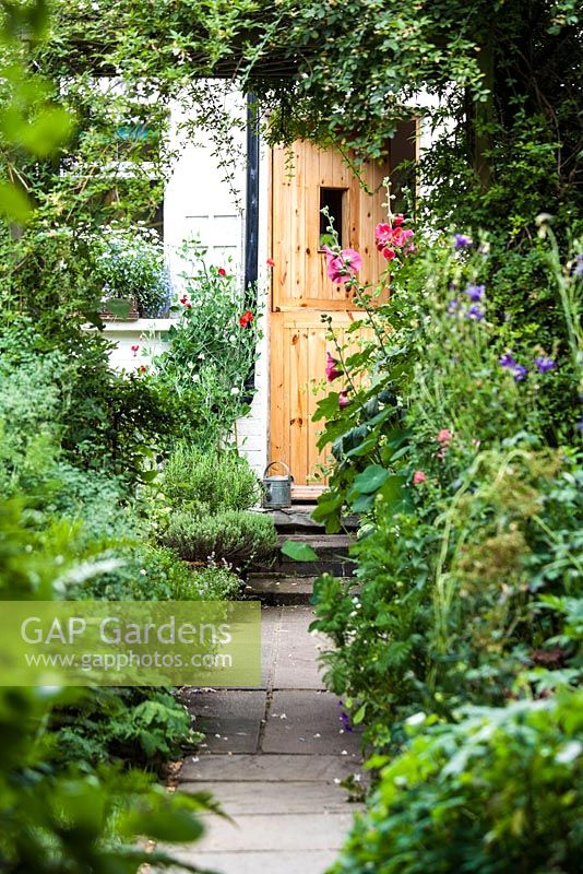 Path leading through garden to back door lined with Lavatera, Sweetpea and Jasmine