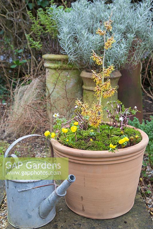 Winter container with Anemone blanda 'White Splendour', Cyclamen coum, Winter Aconite - Eranthis cilicica, Hamamelis x intermedia 'Vesna' - Witch Hazel. 