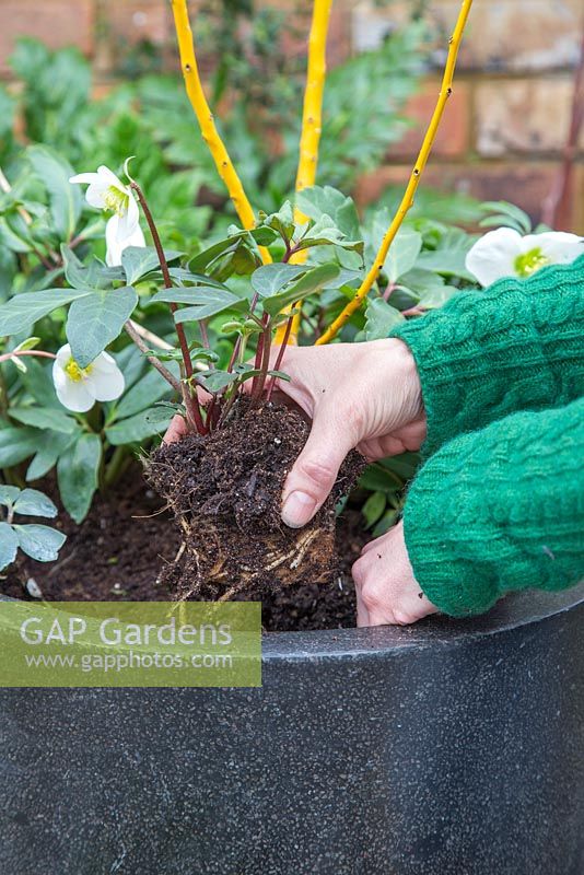 Winter container of Sophora japonica 'Flaviramea' and Helleborus niger. Planting Helleborus