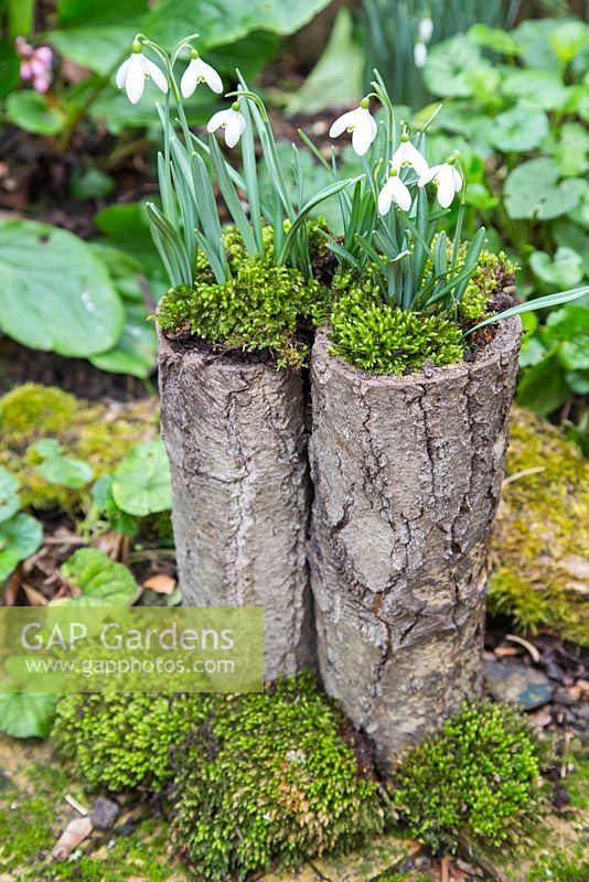 Galanthus nivalis planted in bark with moss