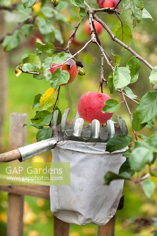 Harvesting apples using fruit picker.