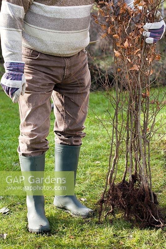 Man planting beech hedge. Bare rooted beech plants.
