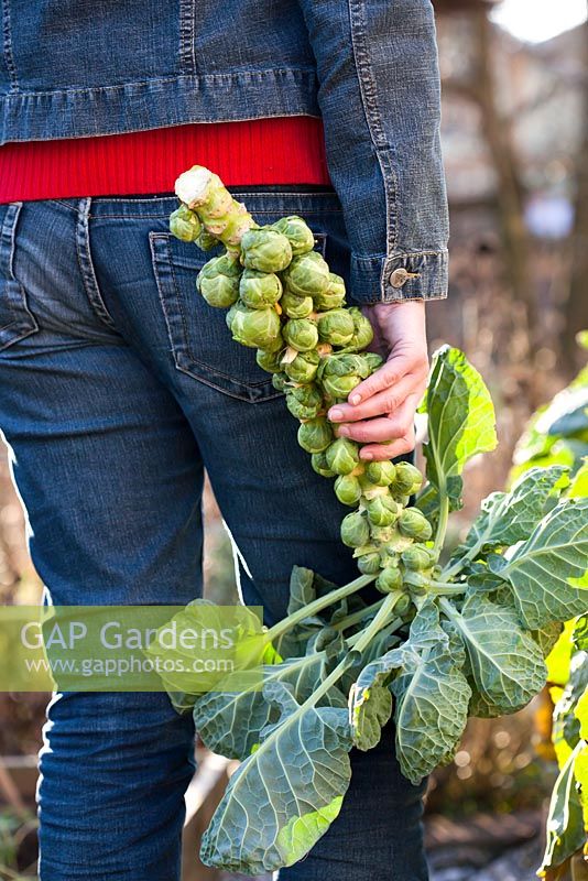 Woman harvesting brussel sprouts in winter - Brassica oleracea var. gemmifera 'Bosworth F1'