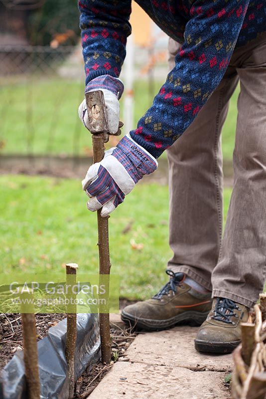 Making a hazel fence of a raised vegetable bed. man creating support with hazel stakes. 