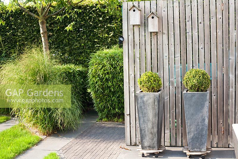 Box balls in tall metal containers. Panicum virgatum 'Rehbraun' and Fargesia 'Rufa'