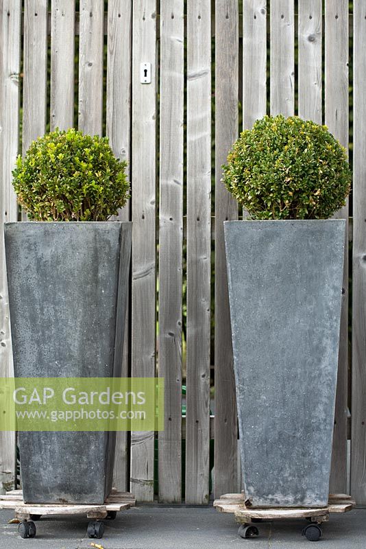 Tall containers planted with box topiary