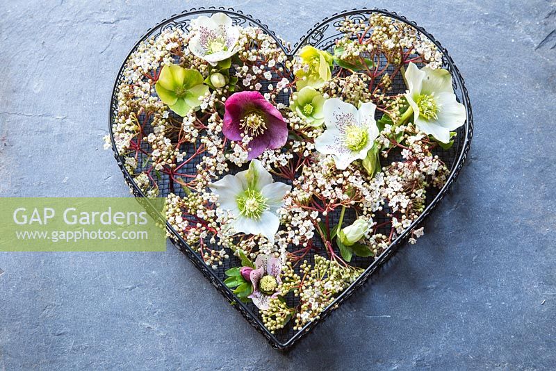 Hellebore and Viburnum flowers in heart shaped tray, against slate background