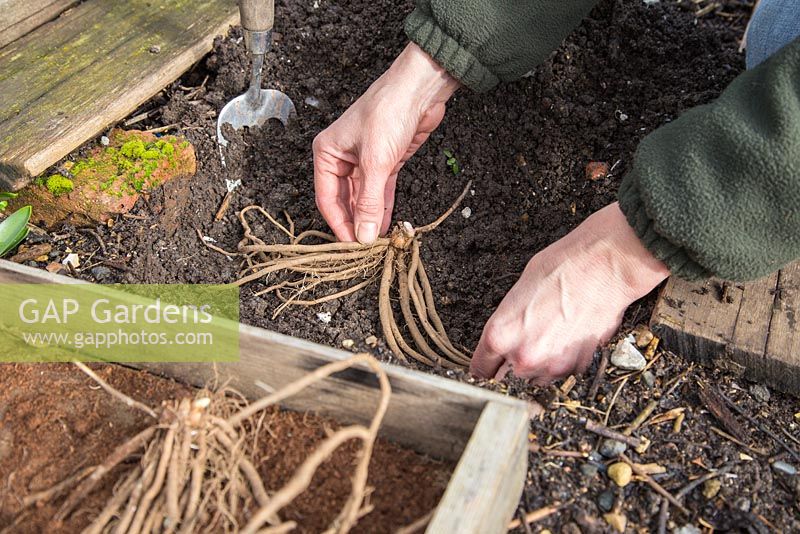 Growing Asparagus 'Pacific Purple'. Planting tuber