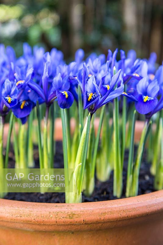 Iris 'Harmony' in bloom