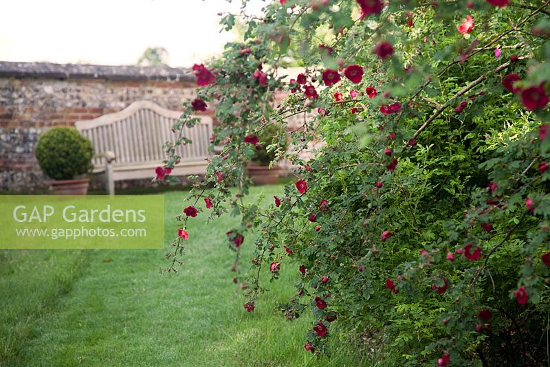 Rosa moyesii hillieri in Wild Rose Garden with wooden seat beyond. Farleigh House, Hampshire
