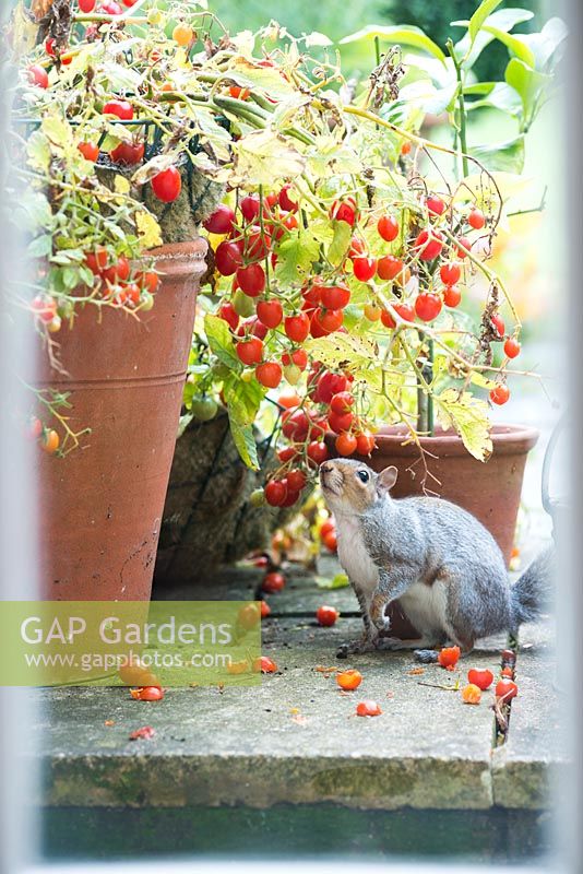 Grey squirrel stealing cherry tomatoes on patio