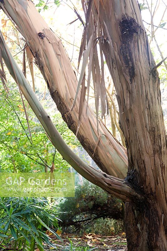 Eucalyptus ficifolia