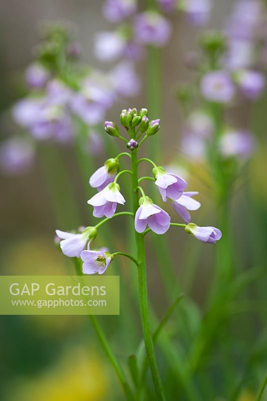 Cardamine pratensis - Lady's Smock, Cuckoo Flower, Milkmaids. 