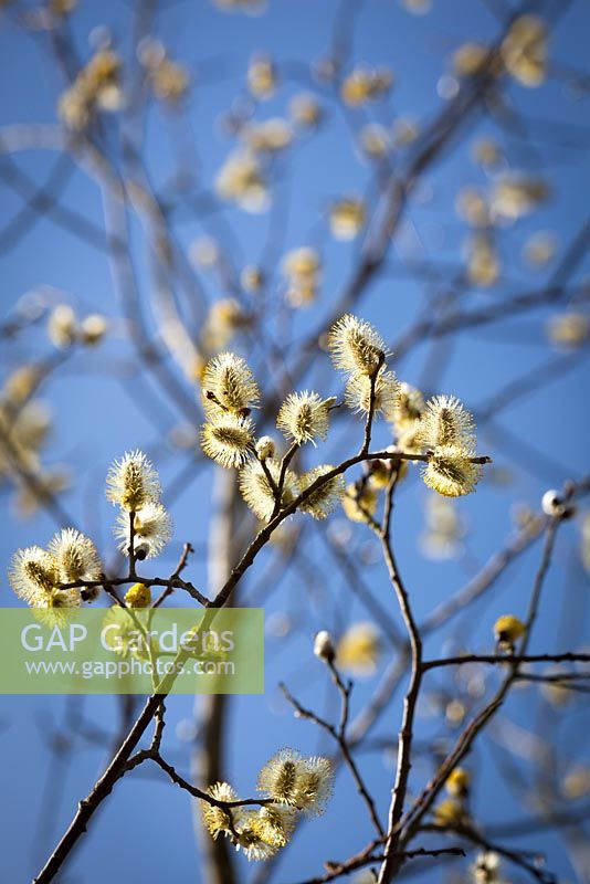 Salix caprea - Catkins of Great Sallow, Goat willow, Pussy willow. 